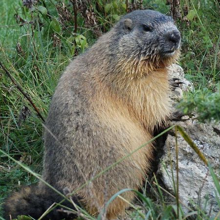 加瓦尔尼La P'Tite Marmotte公寓 外观 照片