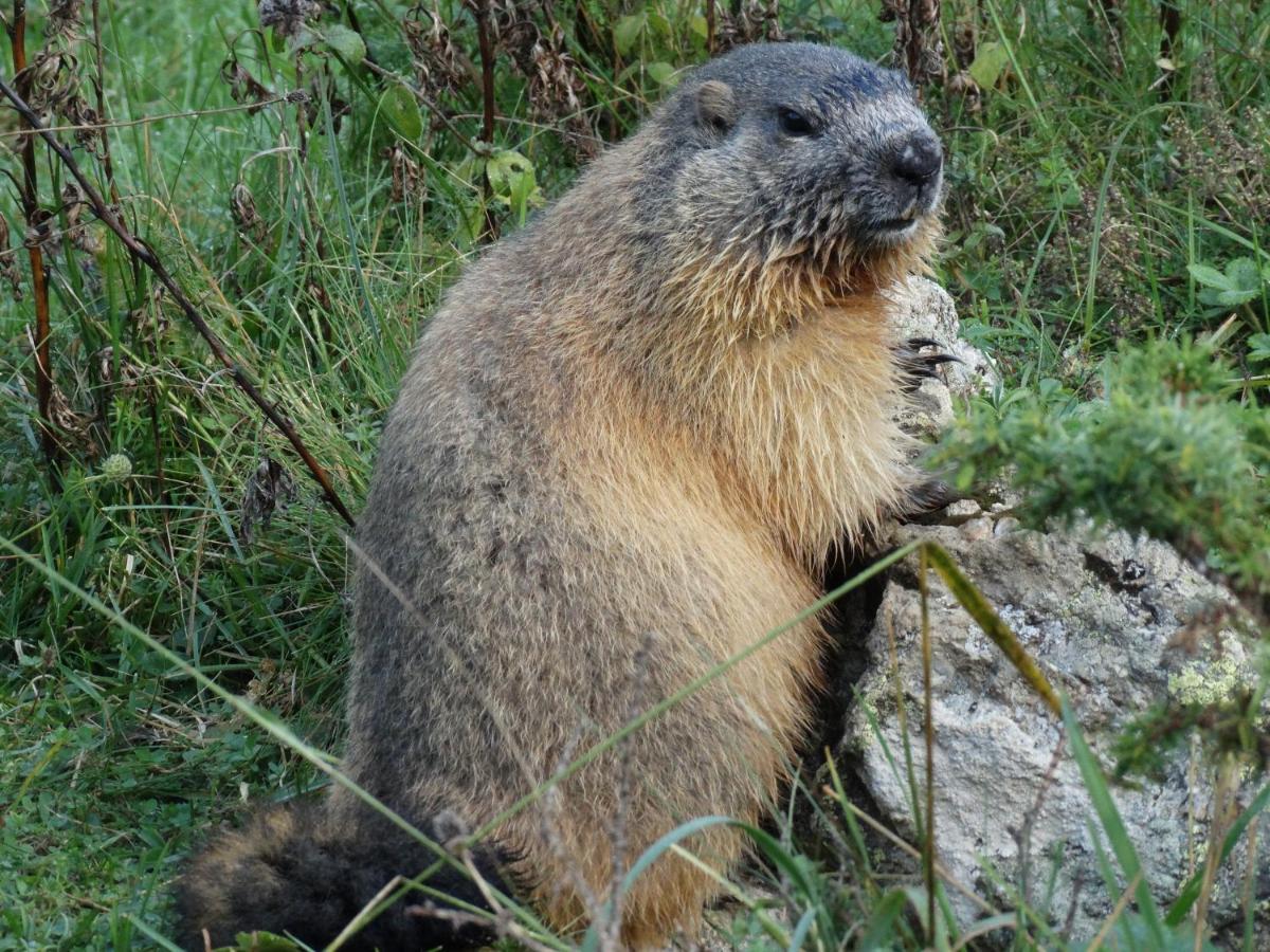 加瓦尔尼La P'Tite Marmotte公寓 外观 照片